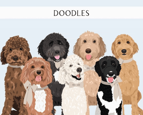 a group of doodles are posing for a picture