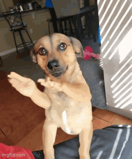 a small brown dog is standing on its hind legs and looking at the camera .