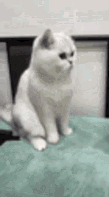 a white cat is sitting on top of a bed .