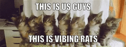 Vibing Rats This Is Us Guys This Is Vibing Rats GIF - Vibing Rats This Is Us Guys This Is Vibing Rats Audie GIFs