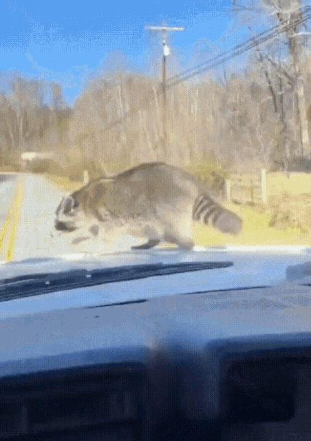 a raccoon is running across a road in a car