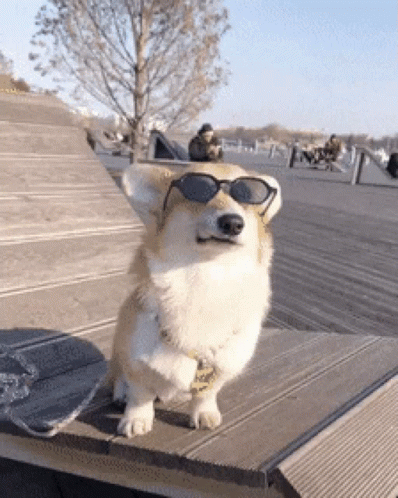Corgi Sunglass Chill Corgi GIF - Corgi Sunglass Chill Corgi Sunglasses GIFs