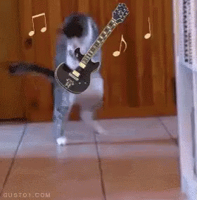 Meow Guitar Meow. GIF - Gu GIFs