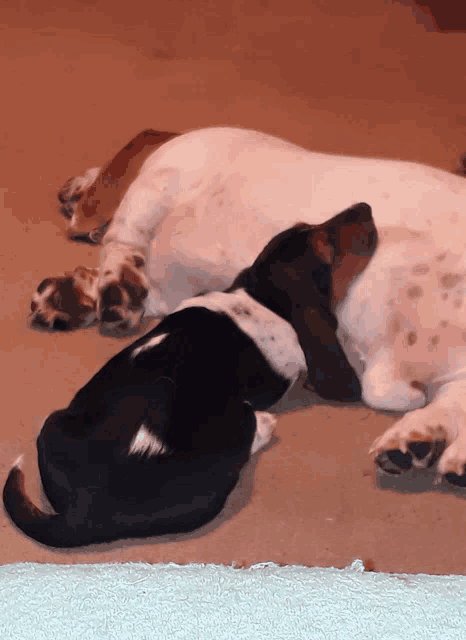 a black and white dog laying next to a white dog on a carpet