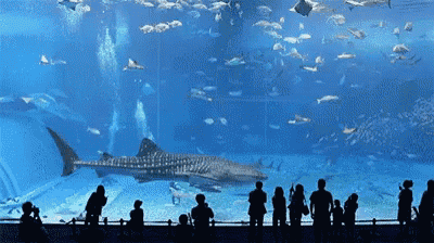 a whale shark is swimming in a large aquarium with people looking at it