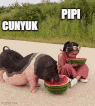 two pigs are eating watermelon next to a girl who is eating watermelon .