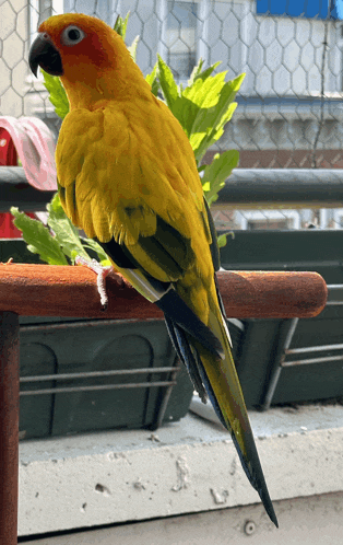 a yellow parrot with a black beak is perched on a wooden railing