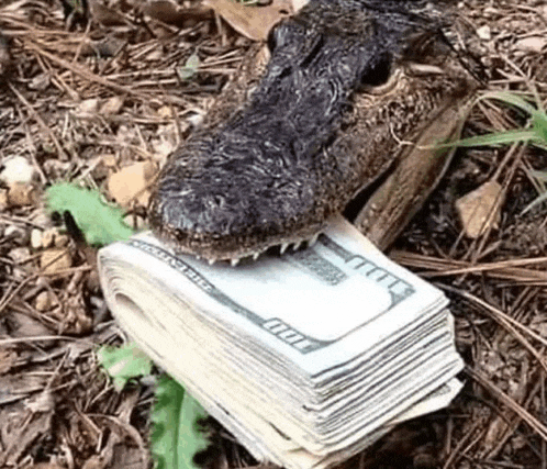 a crocodile is sitting on top of a stack of money .