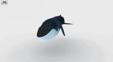 Whale Spinning GIF - Whale Spinning GIFs