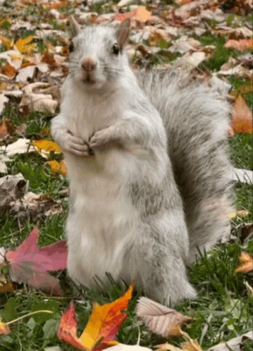 Squirrel White Squirrel GIF - Squirrel White Squirrel Albino Squirrel GIFs