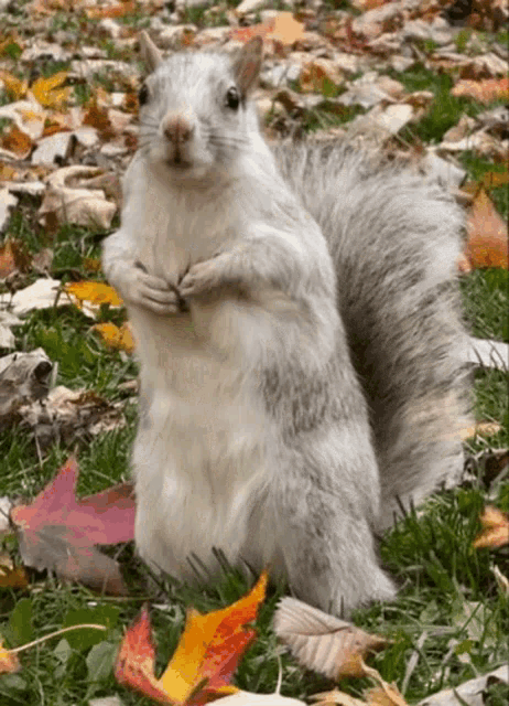 a white squirrel standing in the grass with leaves on the ground