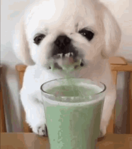 Dog Drink GIF - Dog Drink Shake GIFs