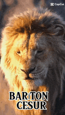 a close up of a lion with the words barton cesur on the bottom