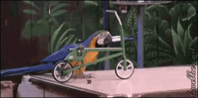 a blue and yellow parrot on a green bicycle