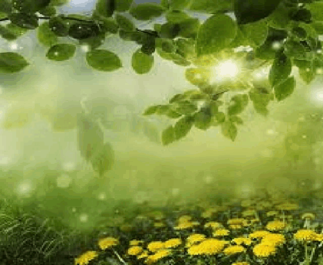 a field of yellow flowers and green leaves with the sun shining through the leaves .