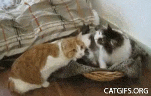 Best Buddies GIF - Cat Cats Kiss GIFs