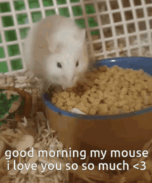 Munchers Good Morning My Mouse GIF - Munchers Good Morning My Mouse Good Morning GIFs