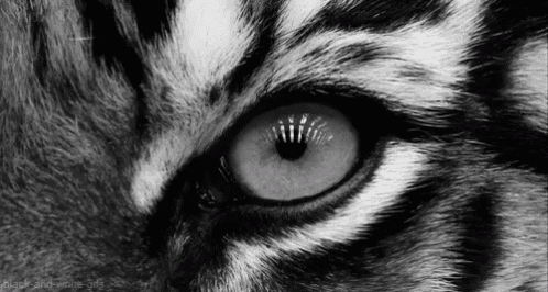 a black and white photo of a tiger 's eye