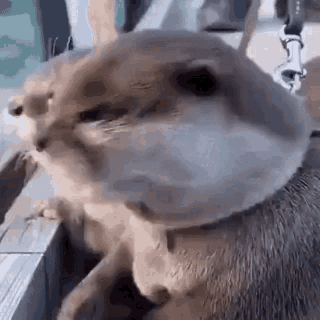 Otter Shocked GIF - Otter Shocked Reaction GIFs