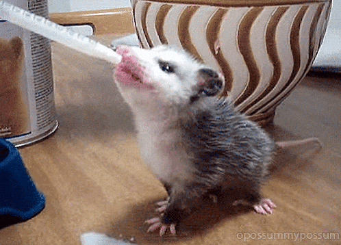 a baby opossum is drinking milk from a bottle on a table