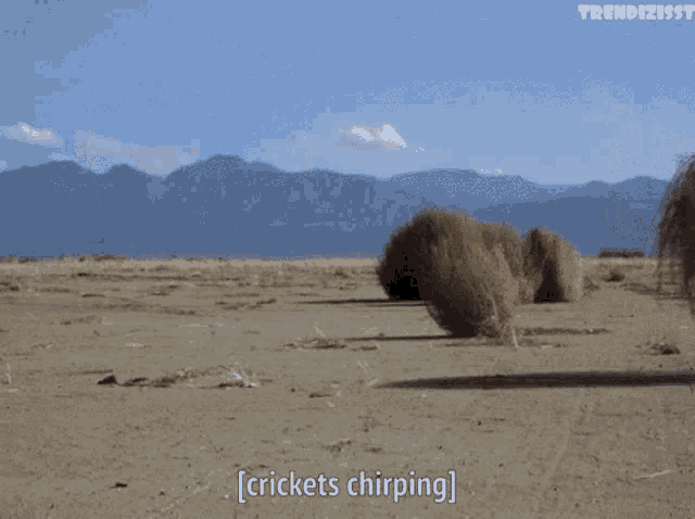 When I Ask A Question And All I Get Are Tumble Weeds And Crickets GIF - When I Ask A Question And All I Get Are Tumble Weeds And Crickets GIFs