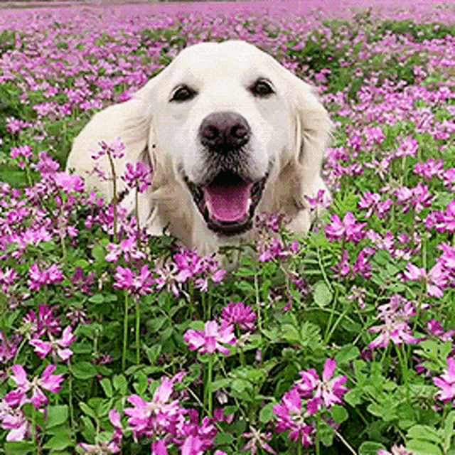 Dog Flower GIF - Dog Flower Smile GIFs