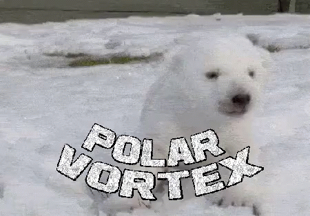Polar Vortex Polar Bear GIF - Polar Vortex Polar Bear Rawr GIFs