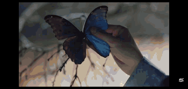 a person holding a blue butterfly in their hand