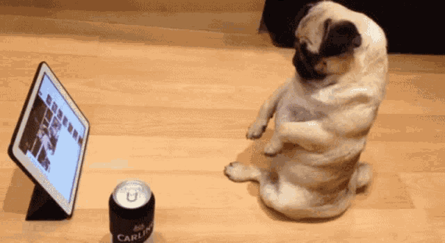a pug sitting on its hind legs next to a can of carling