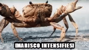 Marisco Intensifies GIF - Marisco Intensifies Crab GIFs
