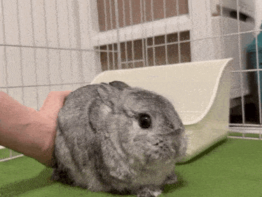 a person is petting a chinchilla rabbit in front of a cage .