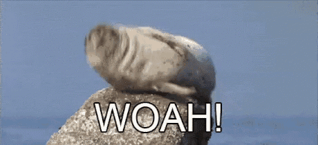 a seal is sitting on top of a rock with the words woah !