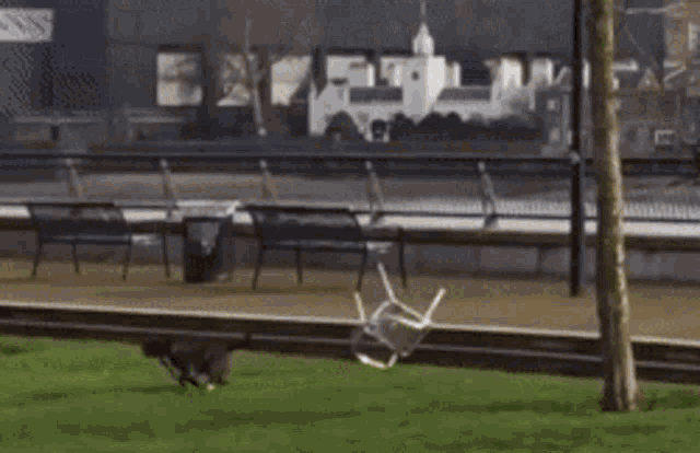 Chair Chases GIF - Chair Chases Dog GIFs