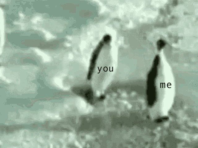 Penguin Funny Penguins GIF - Penguin Funny Penguins Me And You GIFs