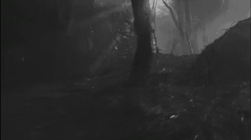 a black and white photo of a dark forest with trees and a fallen tree .