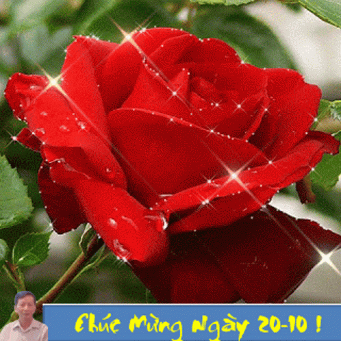 Mung Ngay Phu Nu Rose GIF - Mung Ngay Phu Nu Rose Flower GIFs