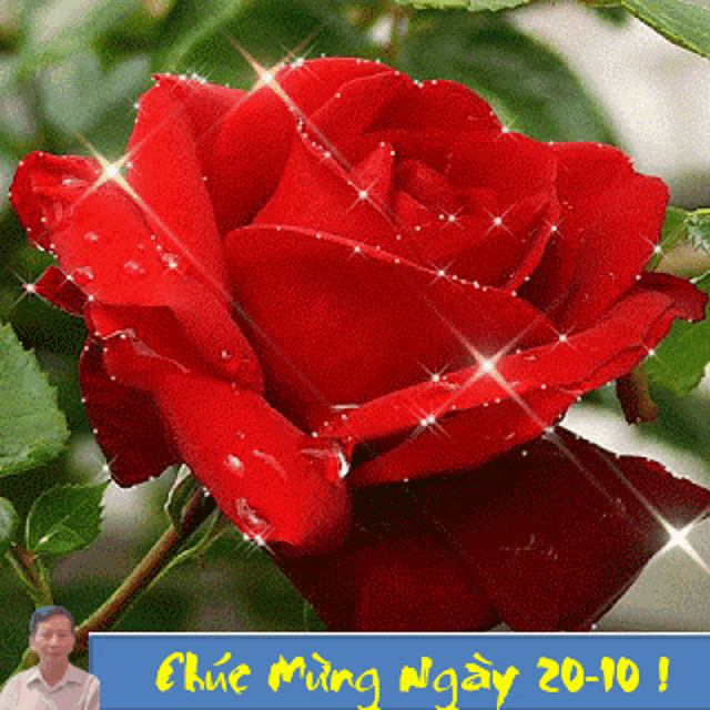a red rose is surrounded by green leaves and a blue banner that says chúc mừng ngày 20-10