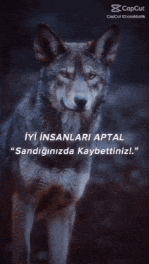 a picture of a wolf with a caption that says capcut