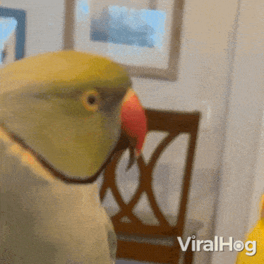Kissing Gesture Parrots GIF - Kissing Gesture Parrots Viralhog GIFs
