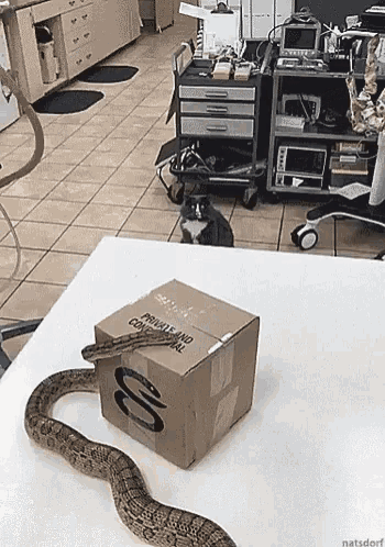 Cat Snake GIF - Cat Snake Shook GIFs