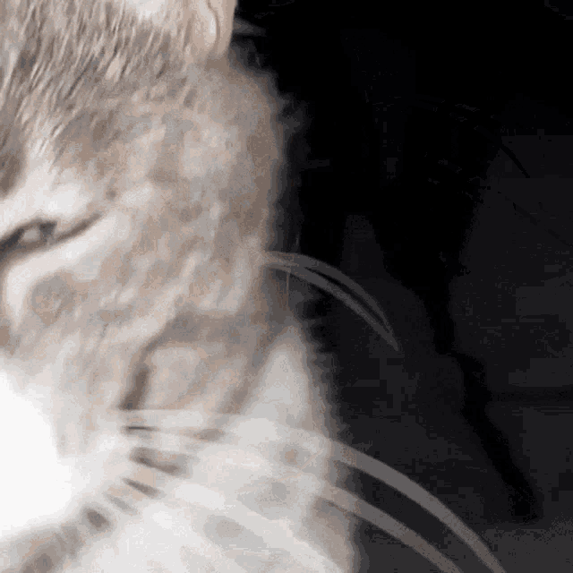 a close up of a cat 's face with its whiskers visible