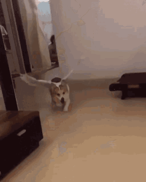 Dog Fly GIF - Dog Fly Wings GIFs