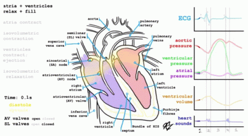 Cardiology GIF - Cardiology GIFs