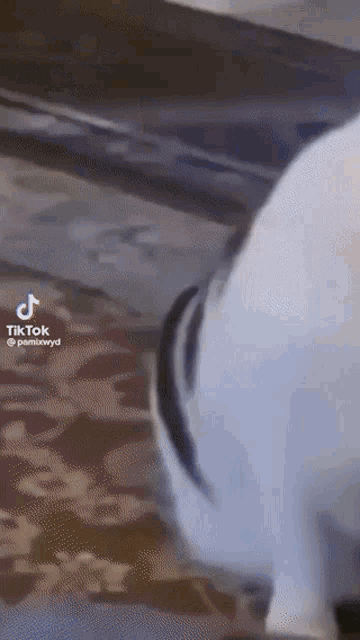 a tiktok video of a dog walking on a carpet
