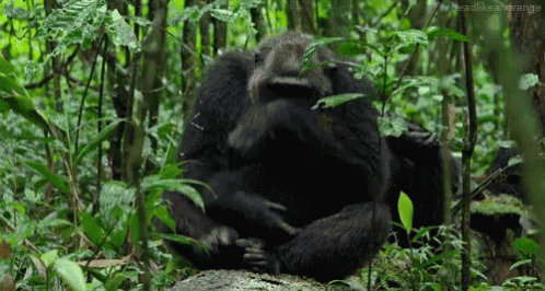 Animals Primate GIF