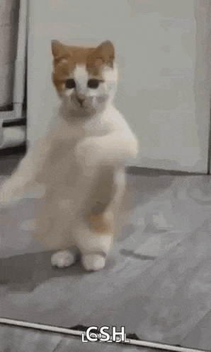 a cat is dancing in front of a mirror on the floor .