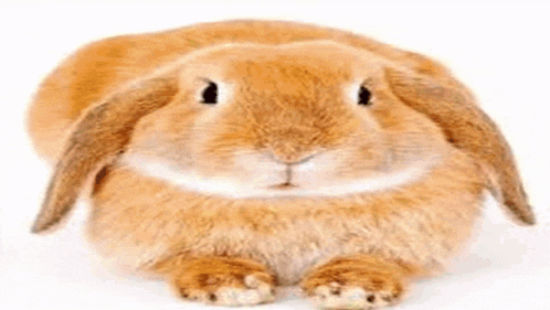 a brown bunny rabbit with long ears is sitting on a white surface .