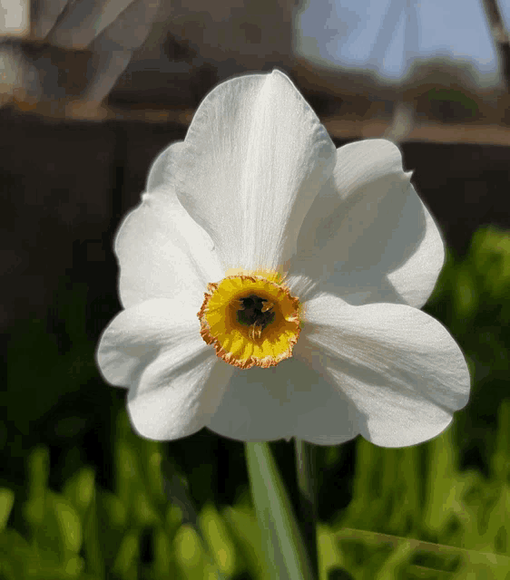 a white flower with a yellow center is in the grass