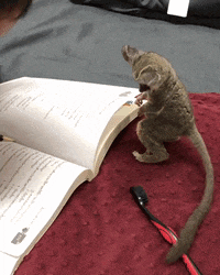 a small animal is standing on a book on a red blanket