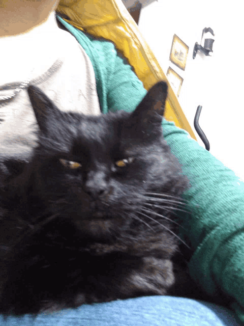 a black cat laying on a person 's lap